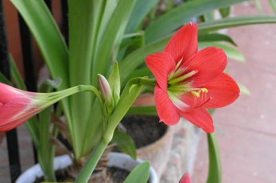 Cây dược liệu cây Loa kèn đỏ, Lan huệ, Huệ lớn - Hippeastrum equestre (Ait) Herb
