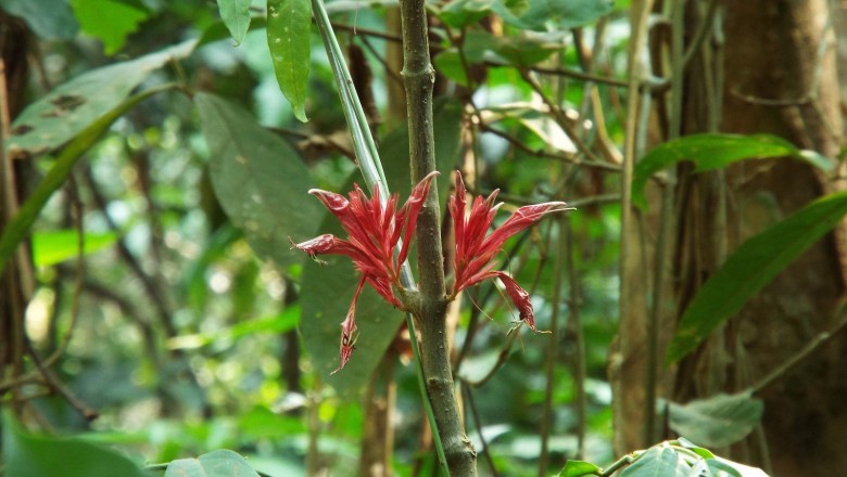 Cây dược liệu cây Luân rô đỏ - Cyclacanthus coccineus S. Moore