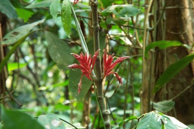 Cây dược liệu cây Luân rô đỏ - Cyclacanthus coccineus S. Moore