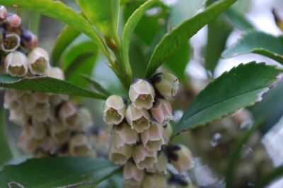 Cây dược liệu cây Linh Chân trà Nhật, Súm - Eurya japonica Thunb