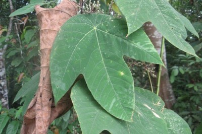 Cây dược liệu cây Long màng - Macaranga triloba (Blume) Arg