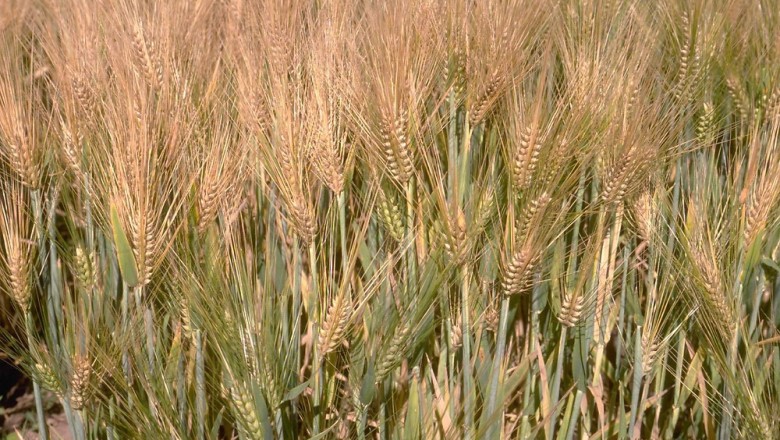 Cây dược liệu cây Lúa mạch - Hordeum vulgare L