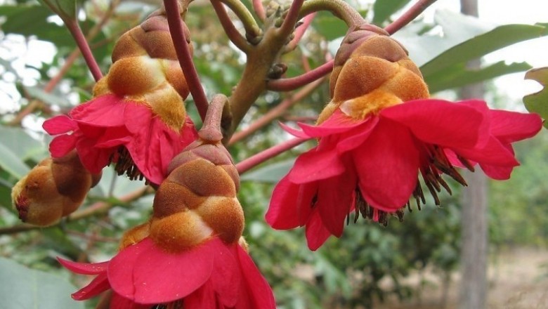 Cây dược liệu cây Lôi, Hồng quang - Rhodoleia championi Hook f