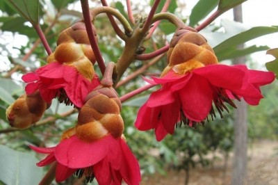 Cây dược liệu cây Lôi, Hồng quang - Rhodoleia championi Hook f