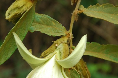 Cây dược liệu cây Lòng mang lá lệch - Pterospermum semisagittatum Ham