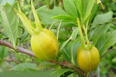 Hái ra tiền nhờ loài cây dại mọc quanh ao tại Kim Sơn, Ninh Bình