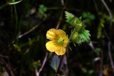 Cây dược liệu cây Ô núi Ava - Alectra avensis (Benth.) Merr. (Melasma avense (Benth.) Hand. - Mazz.)