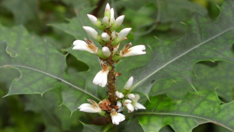 Cây dược liệu cây Ô rô, Ô rô hoa nhỏ - Acanthus ebracteatus Vahl
