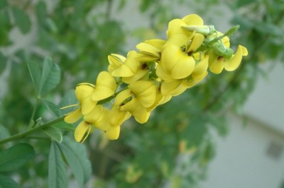Cây dược liệu cây Lục lạc bốn cạnh - Crotalaria tetragona Roxb. ex Audrews