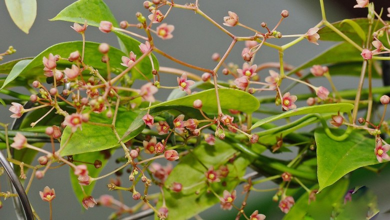 Cây dược liệu cây Oa nhi đằng lá nhỏ, Ðầu đài mảnh - Tylophora tenuis Blume