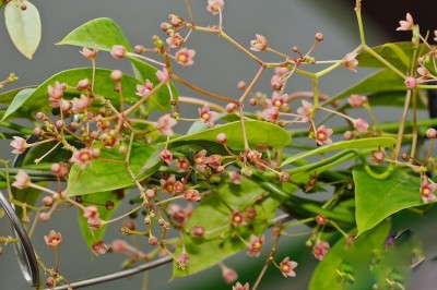 Cây dược liệu cây Oa nhi đằng lá nhỏ, Ðầu đài mảnh - Tylophora tenuis Blume
