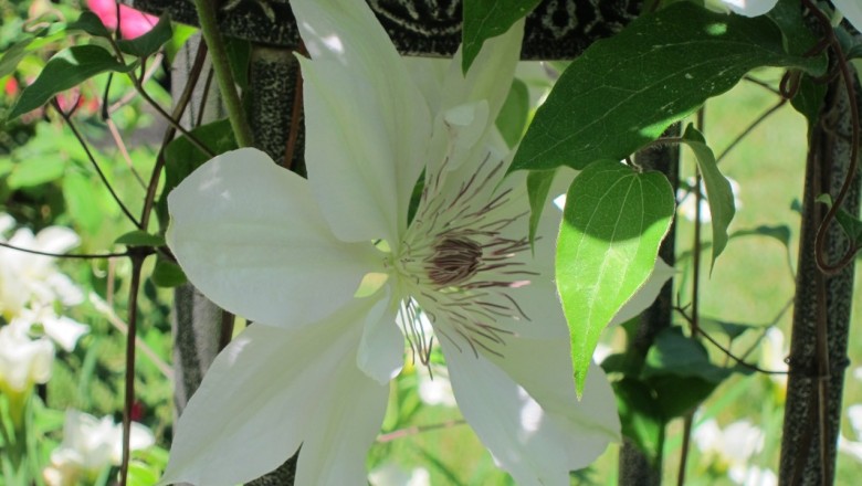 Cây dược liệu cây Ông lão Henry, Thiết tuyến liên lá đơn - Clematis henryi Oliv