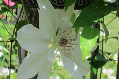 Cây dược liệu cây Ông lão Henry, Thiết tuyến liên lá đơn - Clematis henryi Oliv