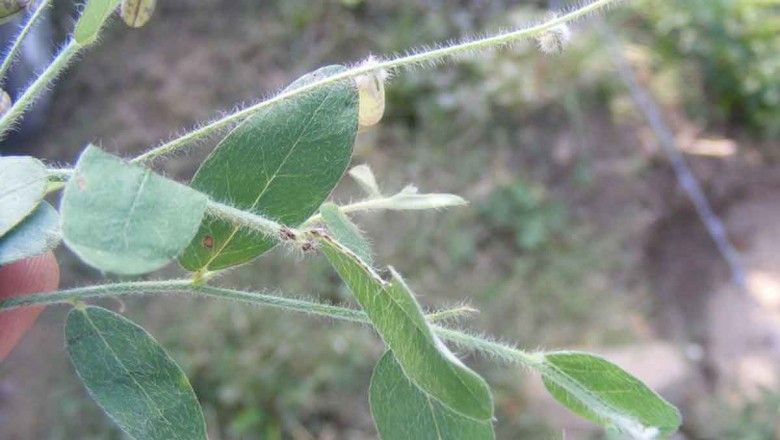Cây dược liệu cây Lục lạc bò - Crotalaria prostrata Rottl. ex Willd