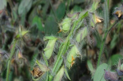 Cây dược liệu cây Lục lạc kim - Crotalaria acicularis Ham. ex Benth