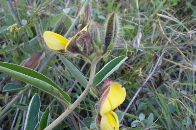 Cây dược liệu cây Lục lạc đài dài - Crotalaria calycina Schrank