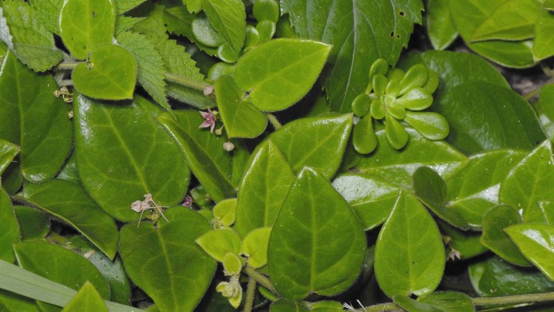 Cây dược liệu cây Oa nhi đằng, Ðầu đài xoan - Tylophora ovata (Lindl) Hook ex Steud