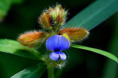 Cây dược liệu cây Lục lạc không, Muống lá mũi tên - Crotalaria sessiliflora L