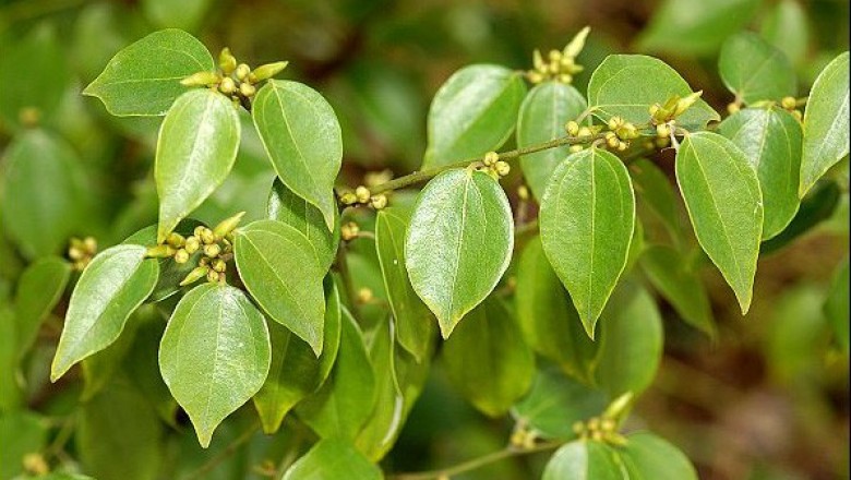 Cây dược liệu cây Ô dược - Lindera strychnifolia (Sich et Zuce) Vill
