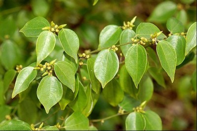 Cây dược liệu cây Ô dược - Lindera strychnifolia (Sich et Zuce) Vill