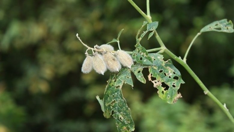 Cây dược liệu cây Lục lạc bá bắc, Đậu săng - Crotalaria bracteata Roxb. ex DC