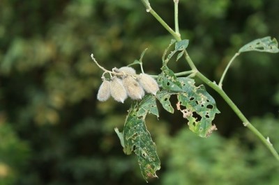 Cây dược liệu cây Lục lạc bá bắc, Đậu săng - Crotalaria bracteata Roxb. ex DC