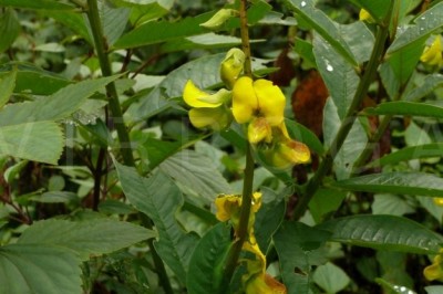 Cây dược liệu cây Lục lạc lá ổi dài - Crotalaria assamica Benth