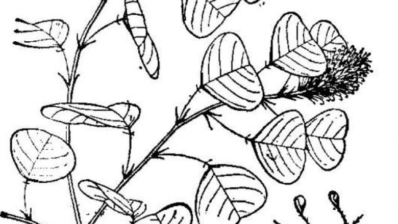 Cây dược liệu cây Ổ chim - Mecopus nidulans Benn