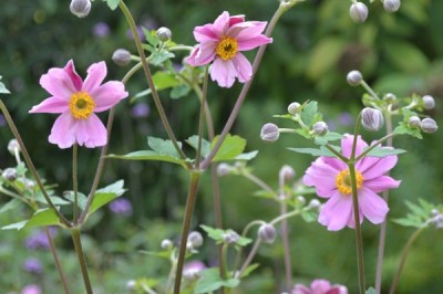 Cây dược liệu cây Phong quỳ - Anemone japonica (Thunb.) Sieb. et Zuce, (A.vitifolia Buch. - Ham. var. japonica Finet et Gagnep.)
