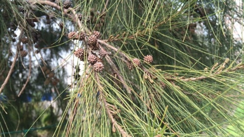 Cây dược liệu cây Phi lao - Casuarina equisetifolia J.R et G. Forst