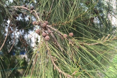 Cây dược liệu cây Phi lao - Casuarina equisetifolia J.R et G. Forst