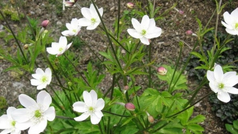 Cây dược liệu cây Phong quỳ bò - Anemone rivularis Buch. Ham. ex DC