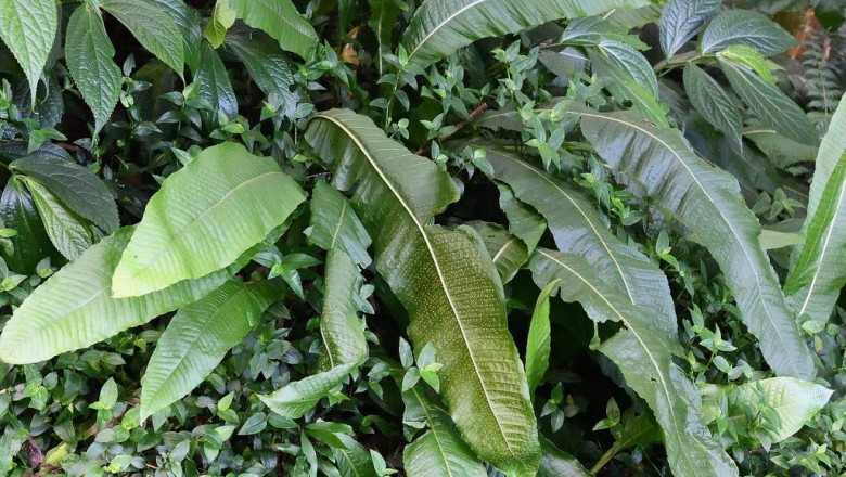 Cây dược liệu cây Ổ sao lá màng - Microsorum membranaceum (D.Don) Ching