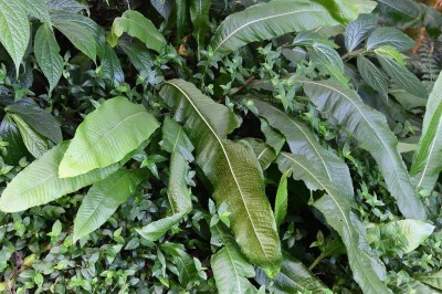 Cây dược liệu cây Ổ sao lá màng - Microsorum membranaceum (D.Don) Ching