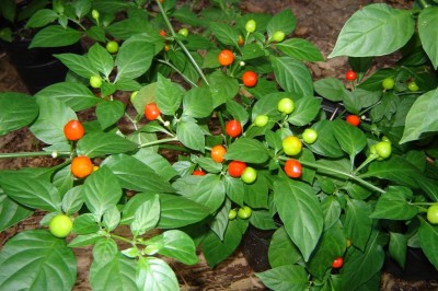 Cây dược liệu cây Ớt cà, ớt xơri - Capsicum frutescens L. var. cerasiforme (Mill.) Bail