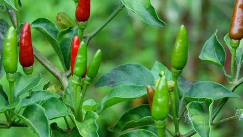 Cây dược liệu cây Ớt chỉ thiên, ớt nhỏ - Capsicum frutescens L. var. fasciculatum (Sturt) Bail. (C. fasciculatum Sturt)