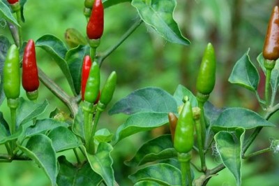 Cây dược liệu cây Ớt chỉ thiên, ớt nhỏ - Capsicum frutescens L. var. fasciculatum (Sturt) Bail. (C. fasciculatum Sturt)