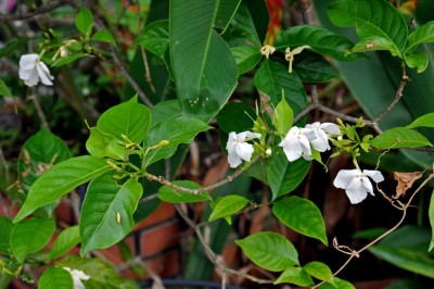 Cây dược liệu cây Ớt làn lá nhỏ, ớt rừng - Tabernaemontana pallida Pierre ex Spire