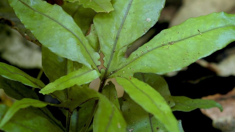 Cây dược liệu cây Ổ vạch lá ngón, Ráng cổ lý ngón - Colysis digitata (Bak.) Ching