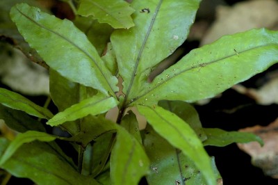 Cây dược liệu cây Ổ vạch lá ngón, Ráng cổ lý ngón - Colysis digitata (Bak.) Ching