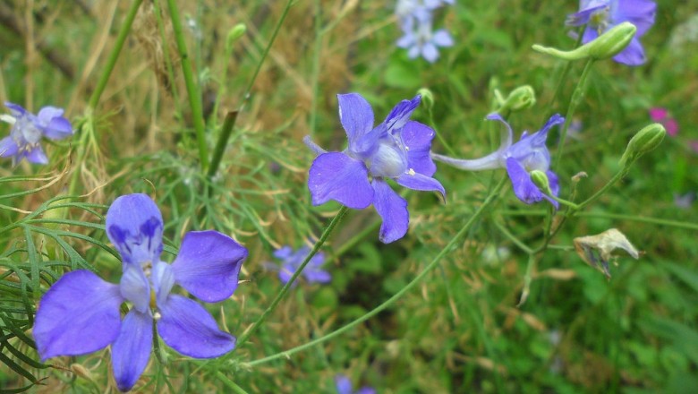 Cây dược liệu cây Phi yến, Hoa la lét, Tai thỏ, Hoa chân chim - Delphinium ajacis L. (Consolida ajacis (L.) Schur)