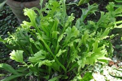 Cây dược liệu cây Ổ sao, ổ sao đốm - Microsorum punctatum (L.) Copel