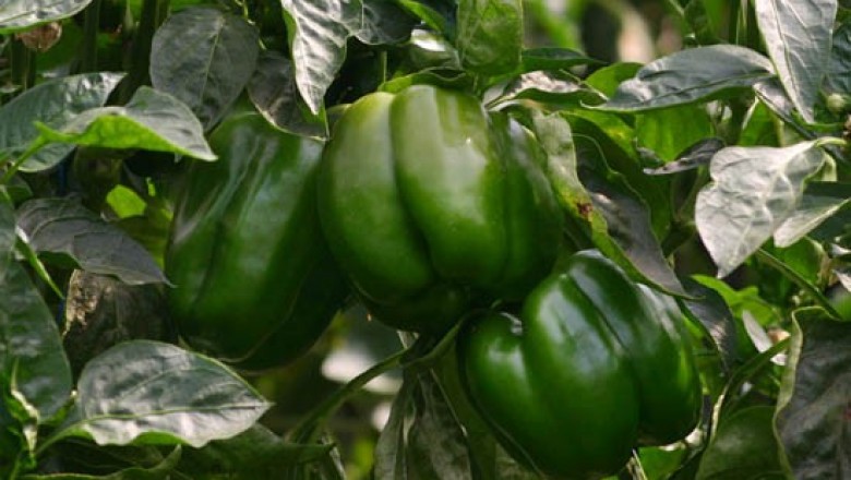 Cây dược liệu cây Ớt bị, ớt ngọt, ớt tây, ớt cà chua - Capsicum frutescens L. var grossum (L.) Bail