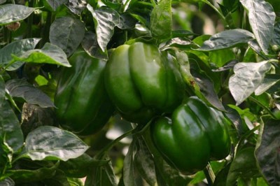 Cây dược liệu cây Ớt bị, ớt ngọt, ớt tây, ớt cà chua - Capsicum frutescens L. var grossum (L.) Bail