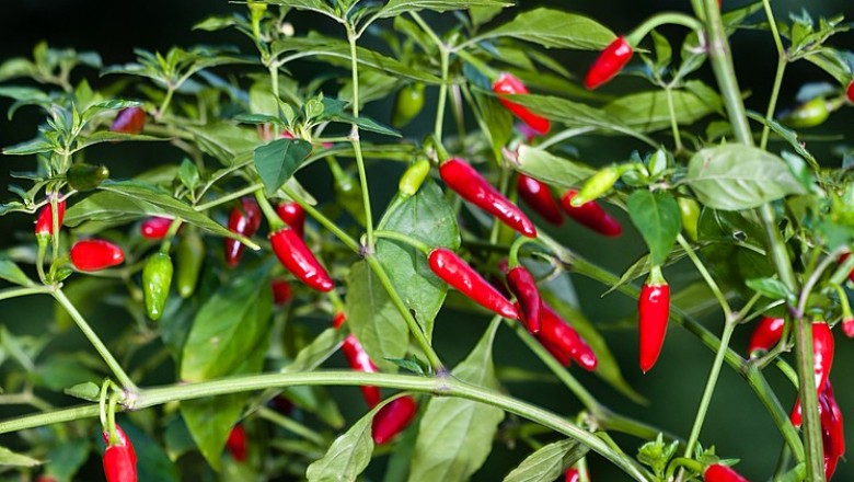 Cây dược liệu cây Ớt - Capsicum frutescens L. (C. annum L.)