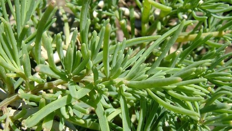 Cây dược liệu cây Phì diệp biển, Cỏ bồng đất mặn - Suaeda maritima (L.) Dumort. (S. australis (R. Br.) Moq.)