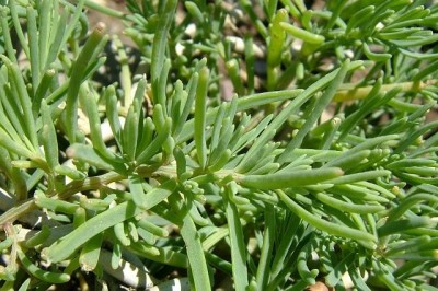 Cây dược liệu cây Phì diệp biển, Cỏ bồng đất mặn - Suaeda maritima (L.) Dumort. (S. australis (R. Br.) Moq.)