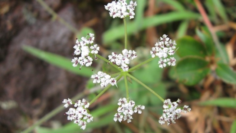 Cây dược liệu cây Phòng phong nam, Cẩn buốt, Co phạch (Thái) - Pimpinella candolleana Wight et Arn