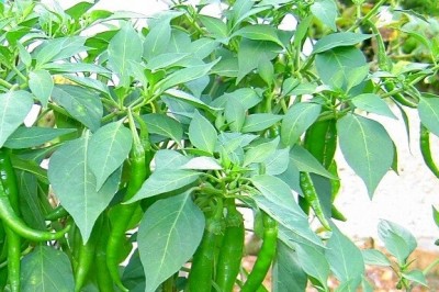 Cây dược liệu cây Ớt làn lá to, Mức trâu, Cây hạnh phúc, Ðuôi dơi, Dùi đôi, Thần linh lá to - Kibatalia anceps (Dunn et Williams) Woods. (Paravallaris macrophylla Pierre ex Pit.)