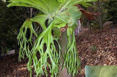 Cây dược liệu cây Ổ rồng - Platycerium grande A. Cunn ex J. Sm